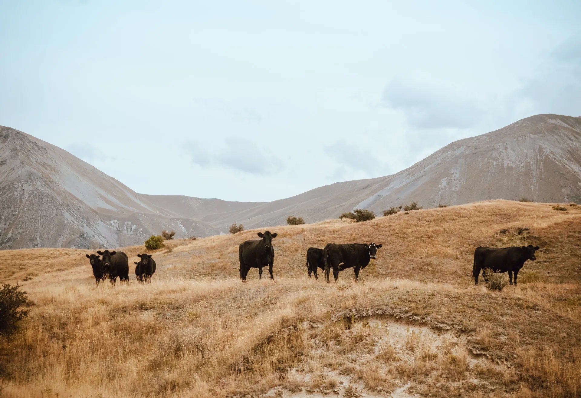 Cows on a grassland